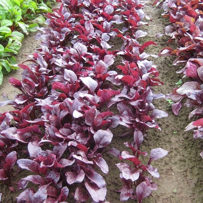 Picture of Leaf Beet - Bulls Blood Scarletta